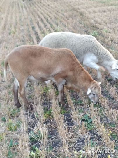 Катумские бараны