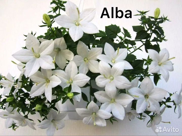 Кампанула жених и невеста