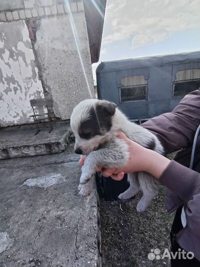 Щеночек в добрые руки. Около месяца
