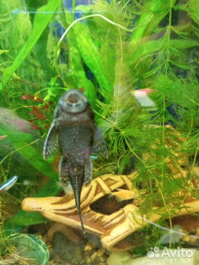 Самки анцитруса