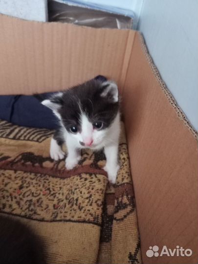 Отдам котенка в добрые руки