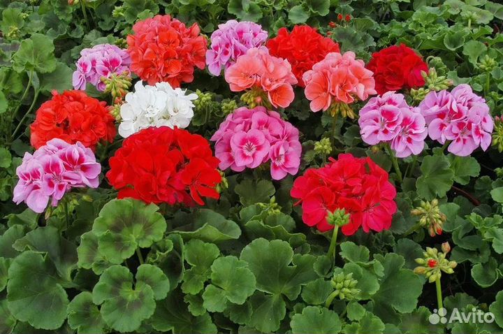 Герань пеларгония