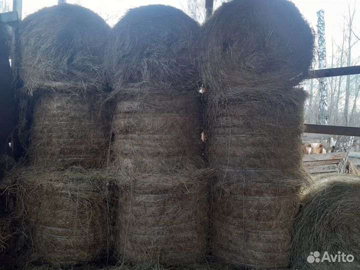 Сено зеленое
