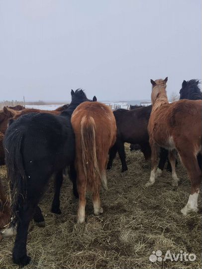 Жеребята полутяж