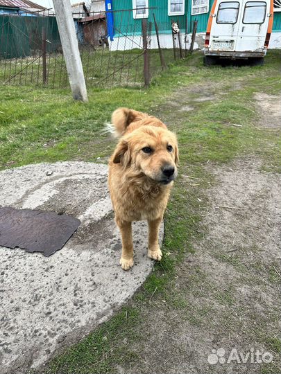 Классная молодая собака в добрые руки