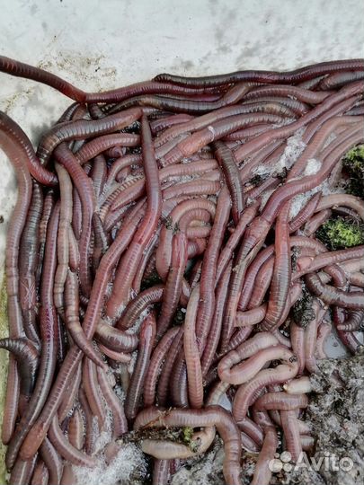 Черви для рыбалки выползки