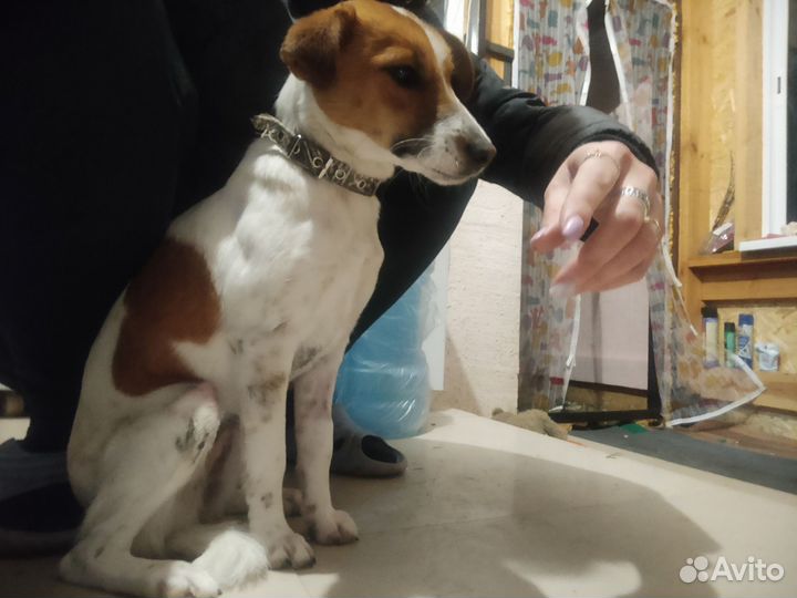 Отдам в добрые руки