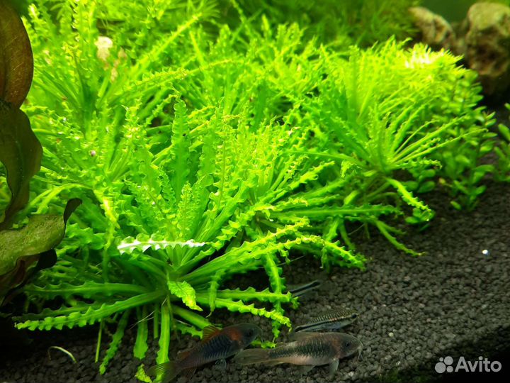 Погостемон хелфера