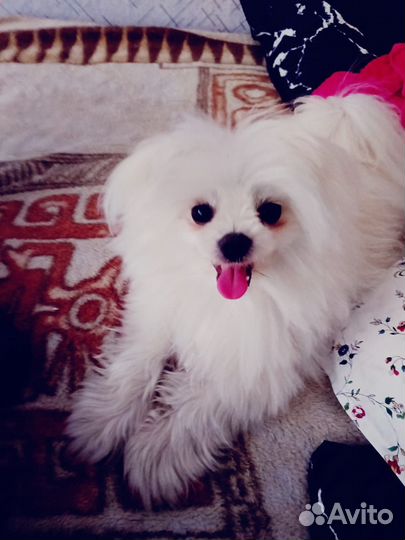 Померанский шпиц мини белый