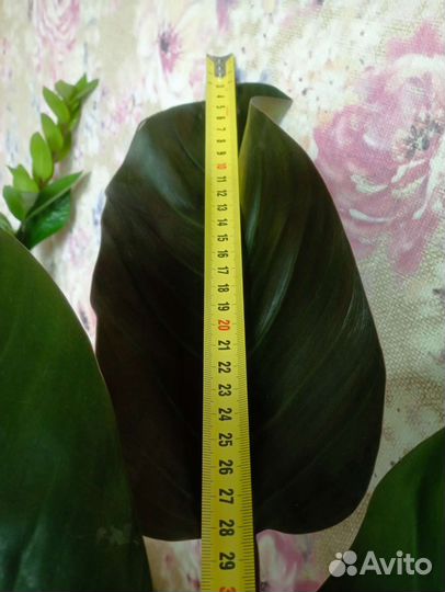 Филодендрон imperial ред