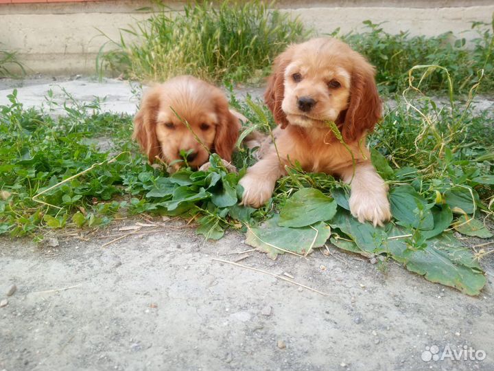 Кокер спаниель