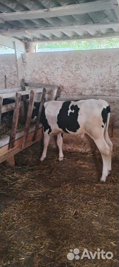 Телята бычки