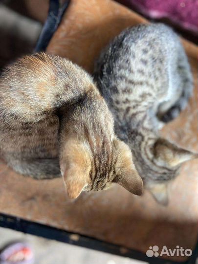 Котята