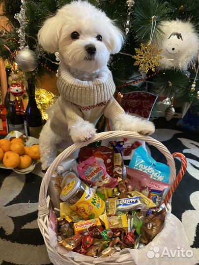 Мальтезе кобель ищет девочку для вязки