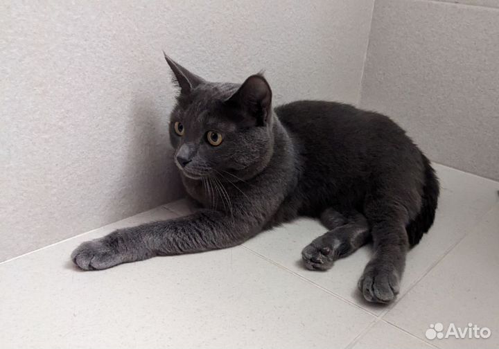 Метис британской кошки в дар, корм в подарок