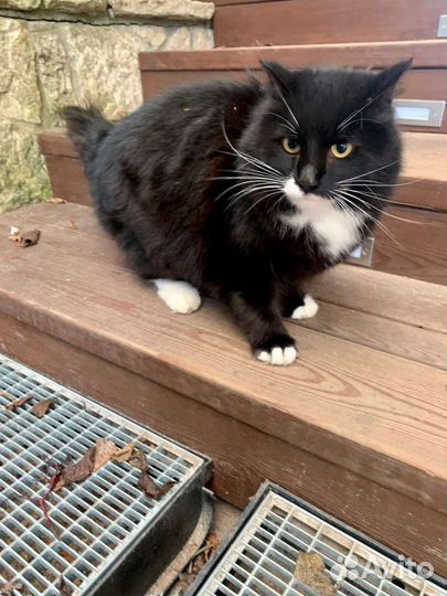 Кот в добрые руки