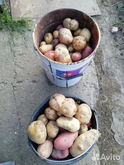Продам картофель и тыкву