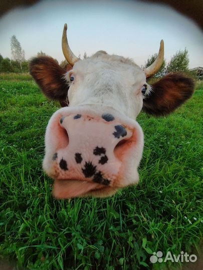 Корова дойная