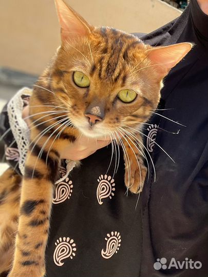 Бенгальский кот вязка