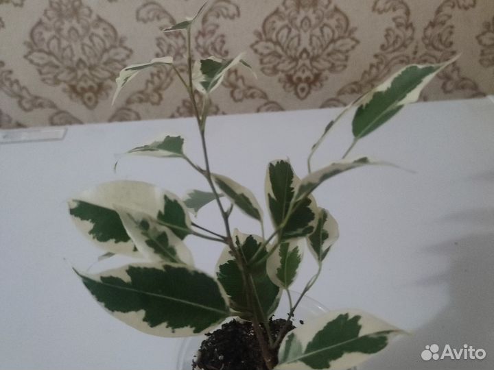 Сансевиерия