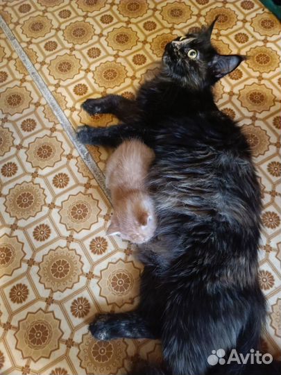 Котята бесплатно