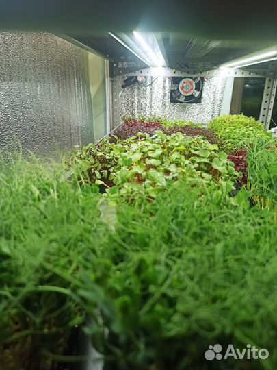 Микрозелень