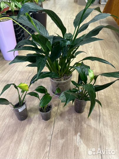 Спатифиллум