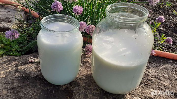 Козы дойные молочные, и 3 козленка