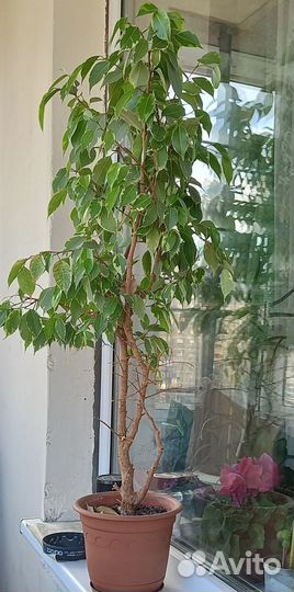 Комнатные растения