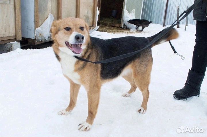 Маркиза ищет любящую семью