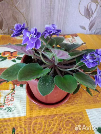 Сортовые фиалки в горшочках