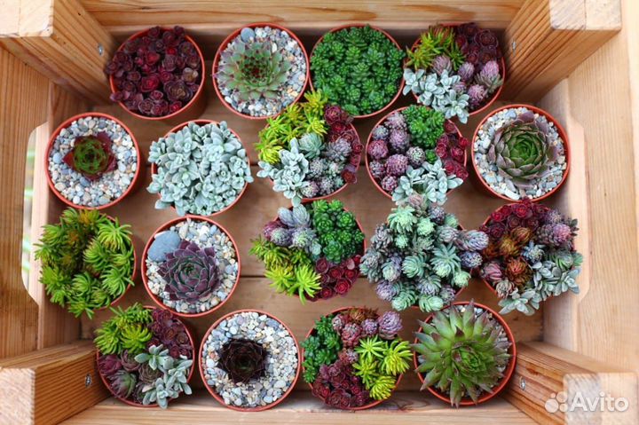 Суккуленты садовые