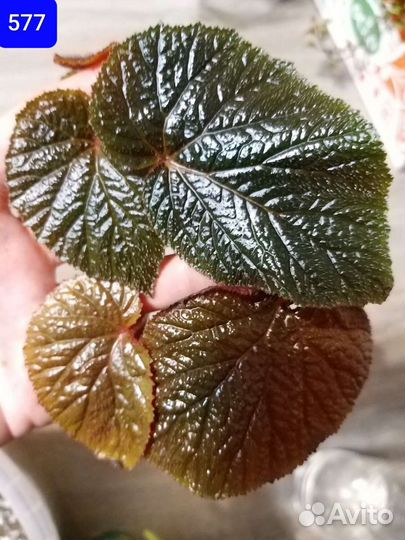 Кейн бегонии