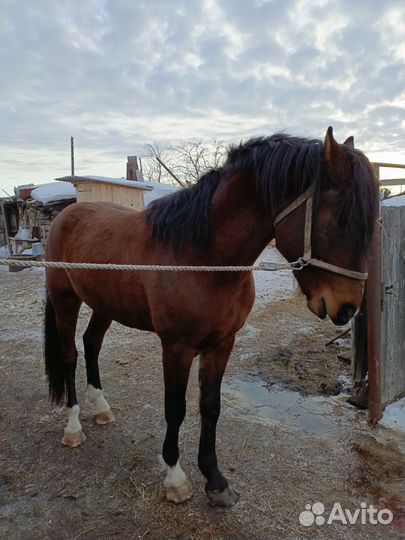 Жеребец Орловский рысак
