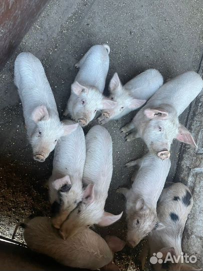 Поросята