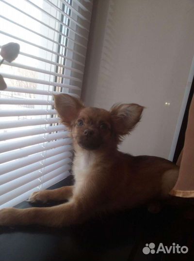 Вязка Кобель Чихуахуа