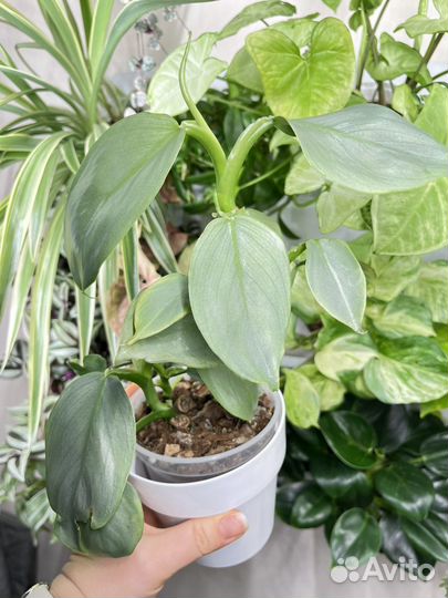 Филодендрон Хастатум