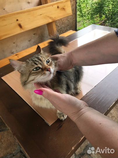 Кошка в дар