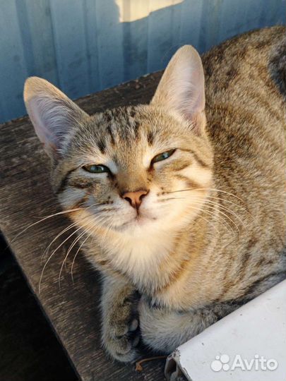 Кошка в дар