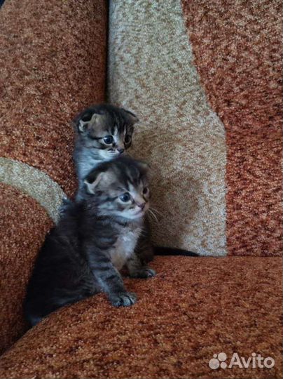 Котята от вислоухой мамы