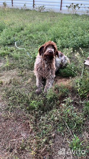 Дратхар вязка