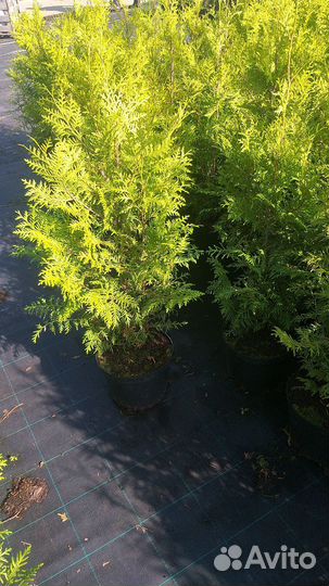 Туя брабант