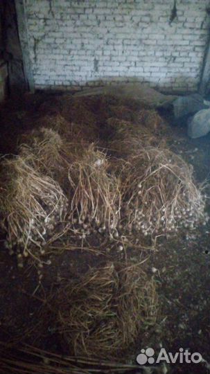 Чеснок на посадку