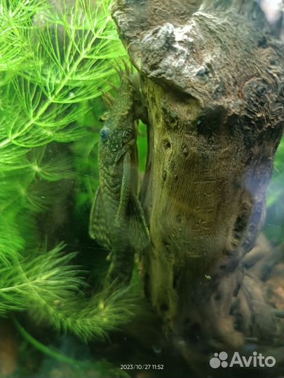 Коряга для аквариума