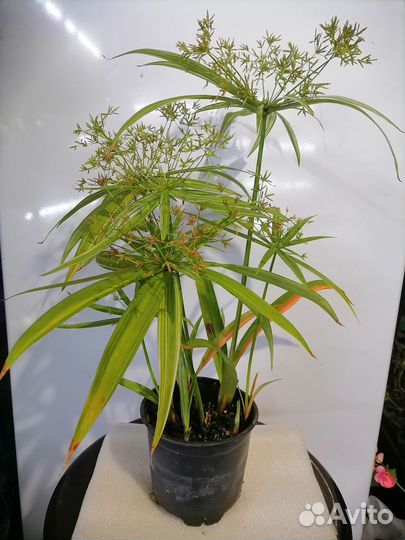 Циперус вариегатный