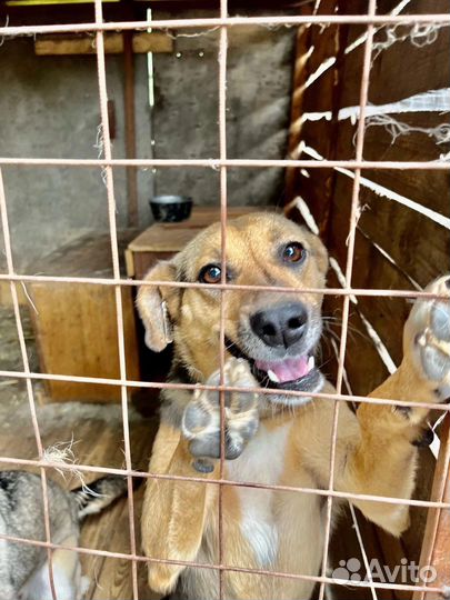 Собака в добрые руки