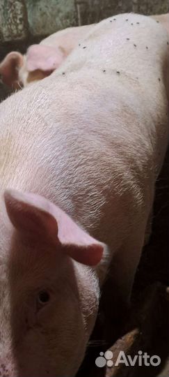 Хряк на племя