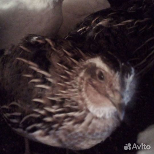 Яйцо на инкубацию