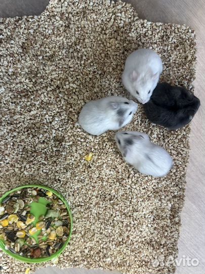 Джунгарский хомяк