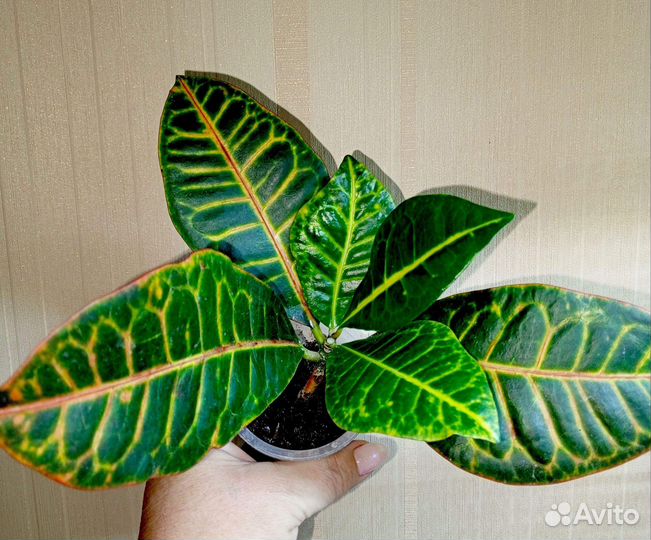 Комнатные растения цветы